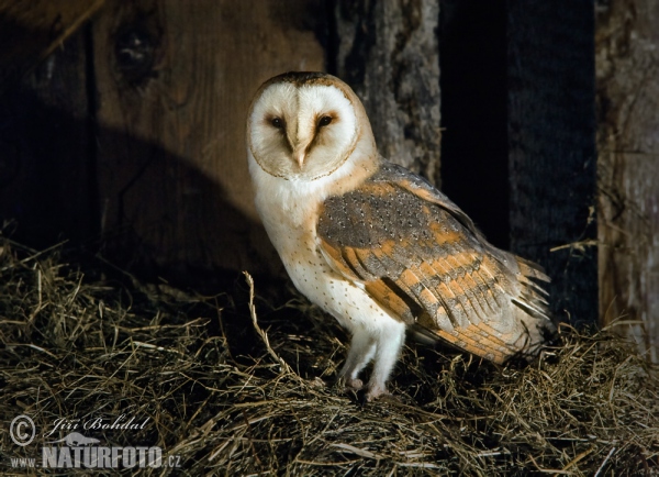 Barn Owl (Tyto alba)