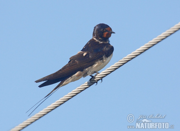 Barn Swallow (Hirundo rustica)