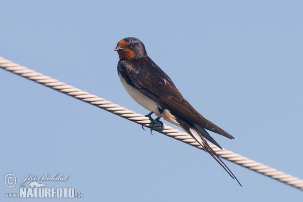 Barn Swallow (Hirundo rustica)