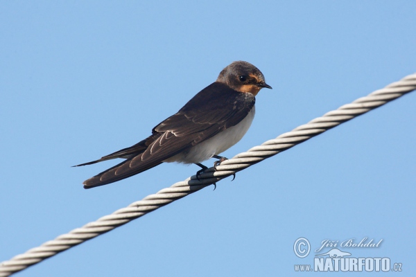 Barn Swallow (Hirundo rustica)