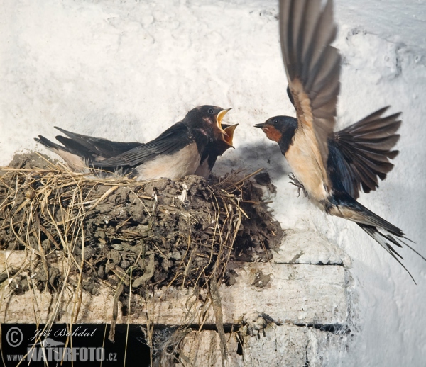 Barn Swallow (Hirundo rustica)