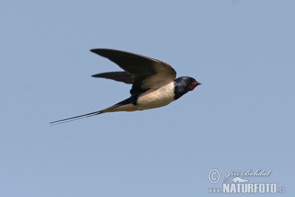 Barn Swallow (Hirundo rustica)