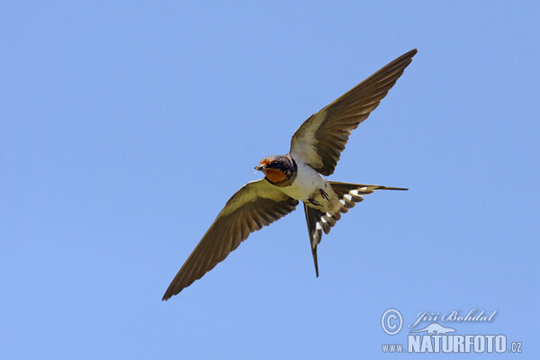 Barn Swallow (Hirundo rustica)