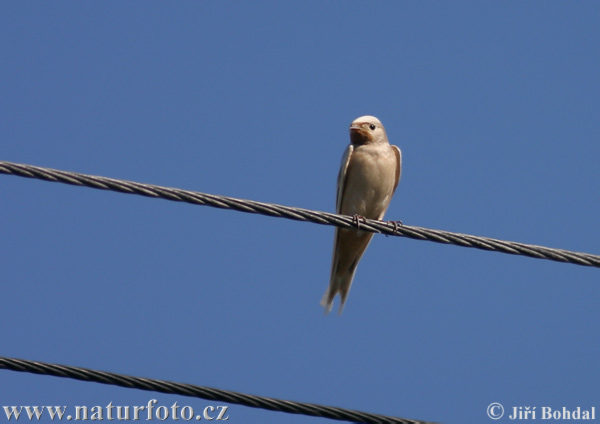 Barn Swallow - Albino (Hirundo rustica)