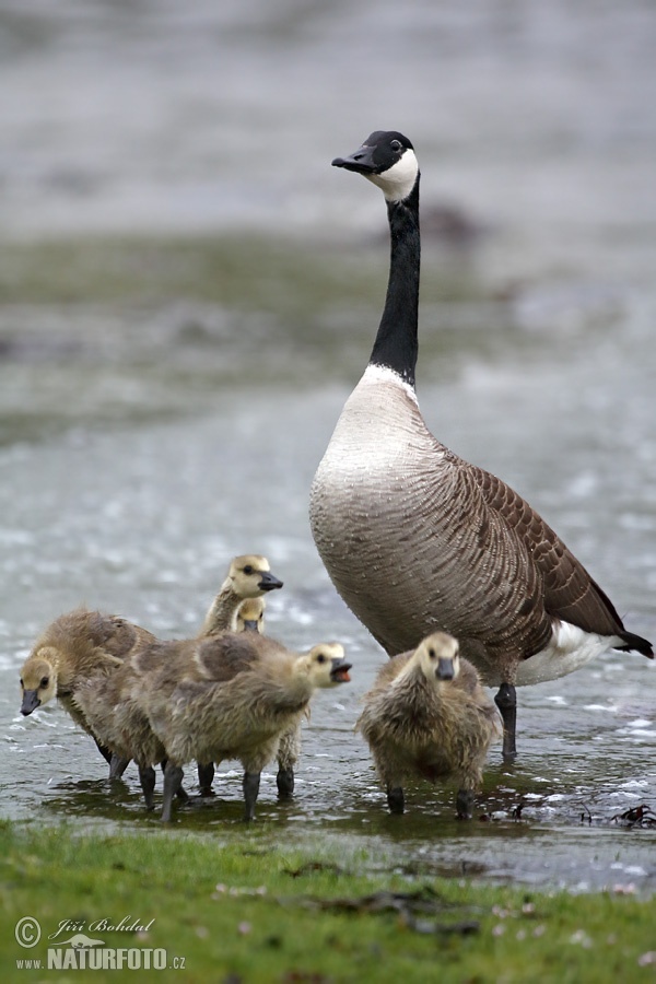 Barnacla canadiense