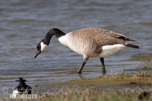 Barnacla canadiense