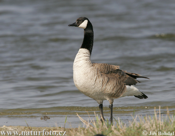 Barnacla canadiense