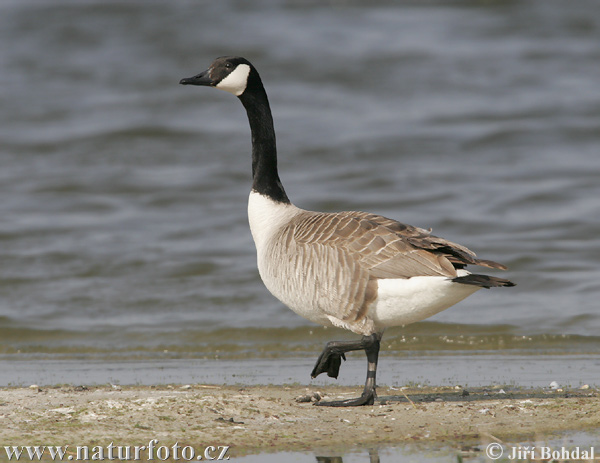 Barnacla canadiense