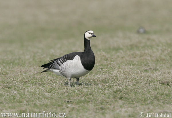 Barnacla cariblanca