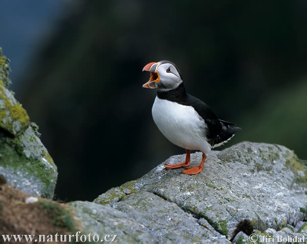 Bayağı deniz papağanı