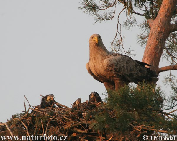 Bayağı deniz kartalı