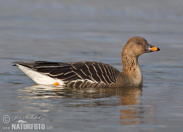 Bean Goose (Anser serrirostris)