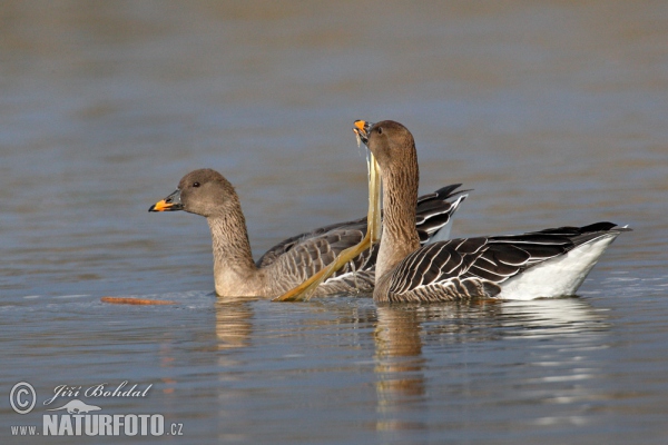 Bean Goose (Anser fabalis)