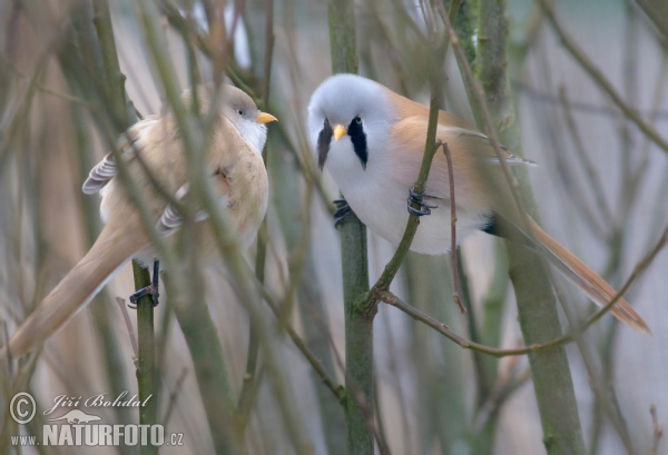 Bearded Reedling (Panurus biarmicus)