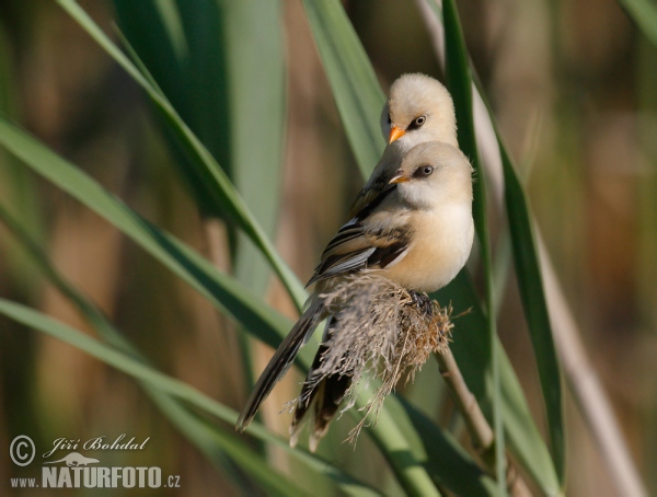 Bearded Reedling (Panurus biarmicus)