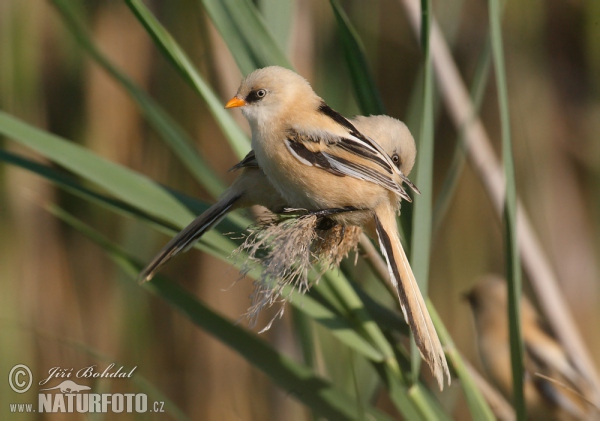 Bearded Reedling (Panurus biarmicus)