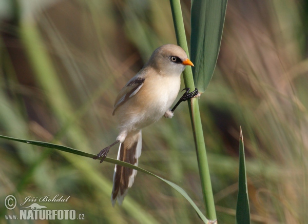 Bearded Reedling (Panurus biarmicus)