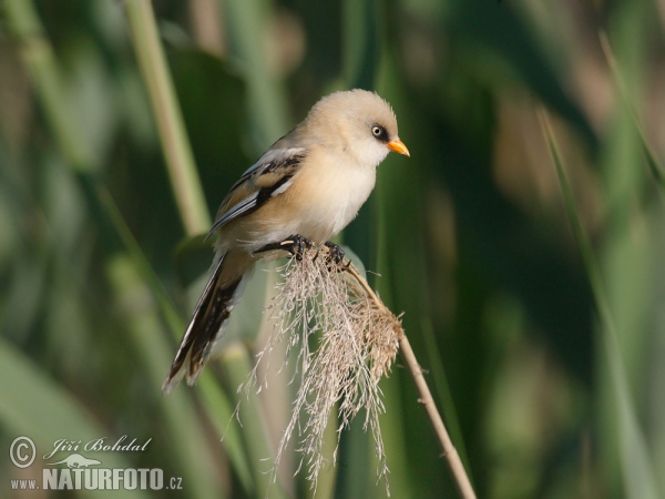 Bearded Reedling (Panurus biarmicus)