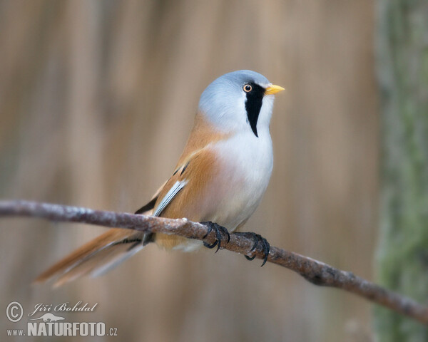 Bearded Reedling (Panurus biarmicus)