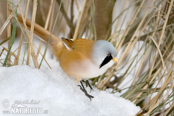 Bearded Reedling (Panurus biarmicus)