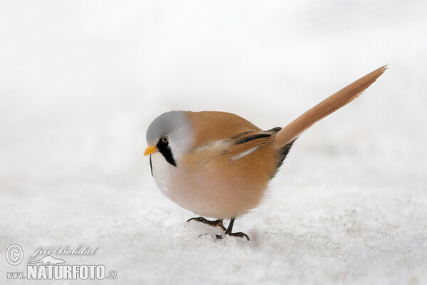 Bearded Reedling (Panurus biarmicus)