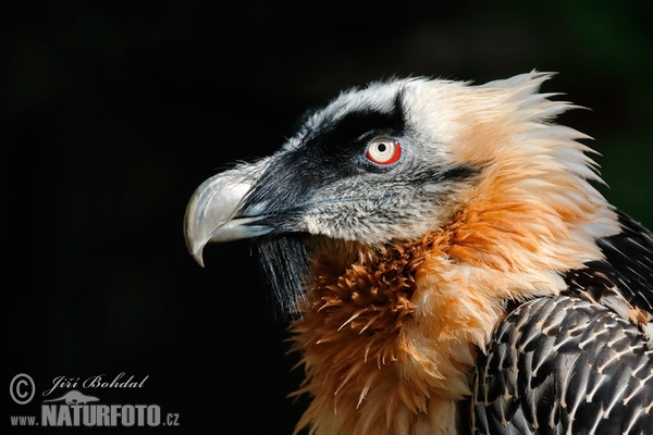 Bearded Vulture (Gypaetus barbatus)