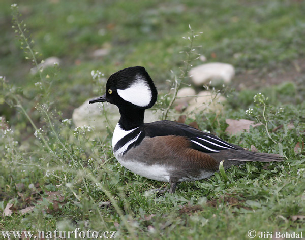 Bebek merganser-jambul