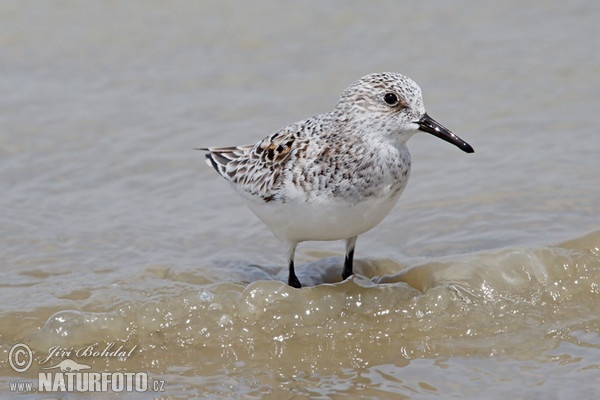 Bécasseau sanderling