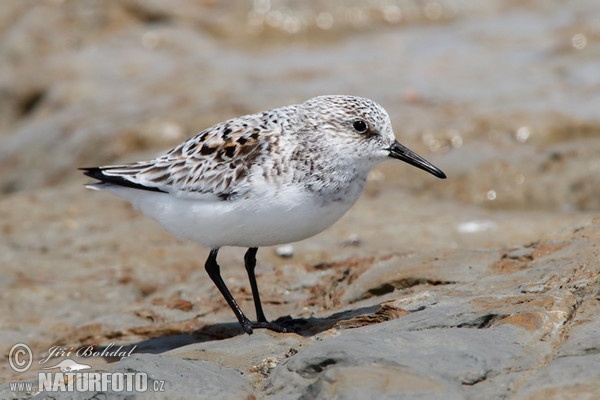 Bécasseau sanderling