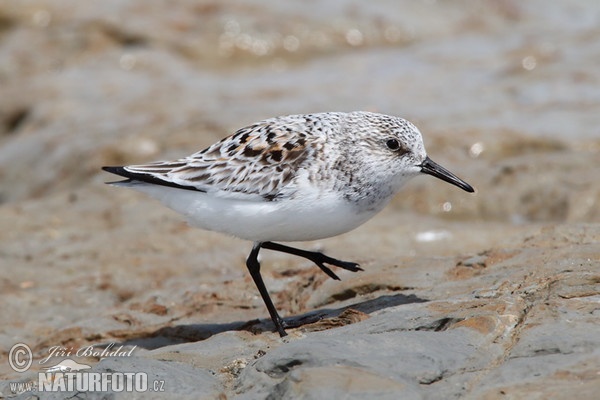 Bécasseau sanderling