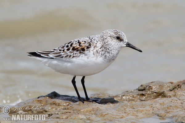 Bécasseau sanderling