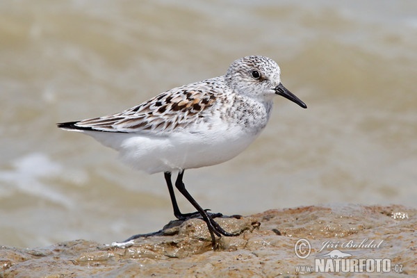 Bécasseau sanderling