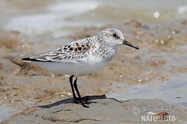 Bécasseau sanderling