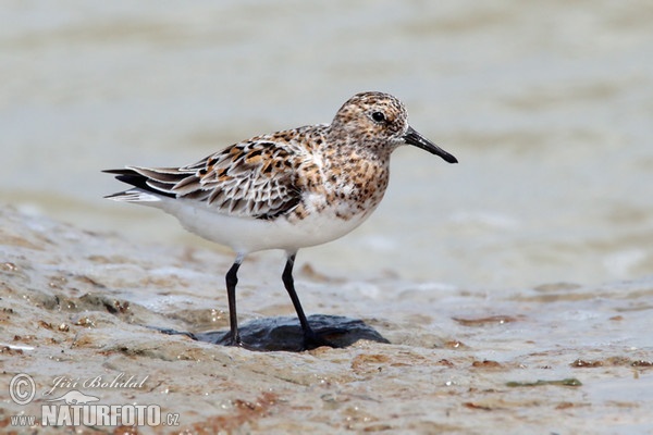 Bécasseau sanderling