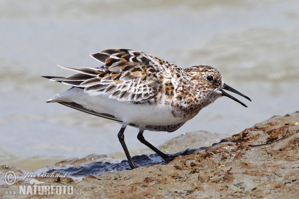 Bécasseau sanderling