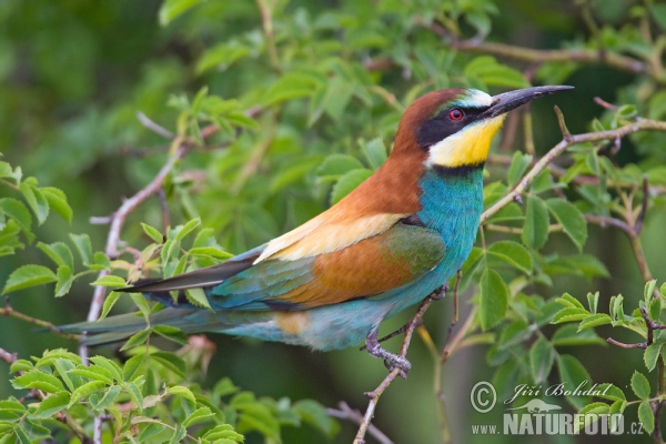 Bee-eater (Merops apiaster)