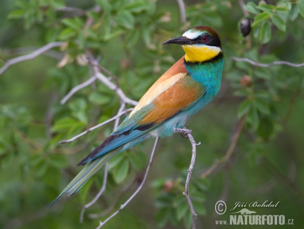 Bee-eater (Merops apiaster)