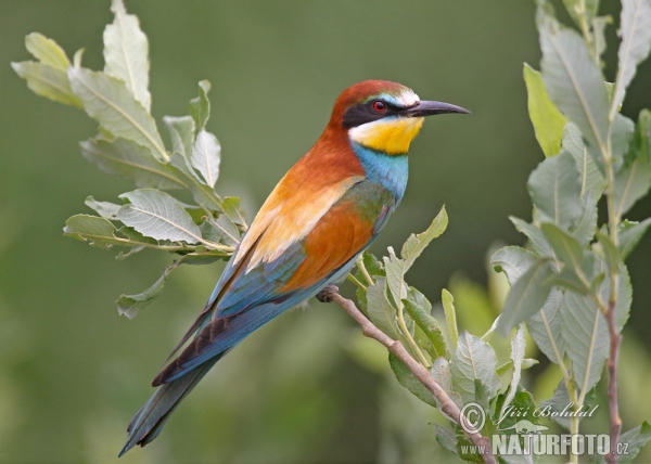 Bee-eater (Merops apiaster)