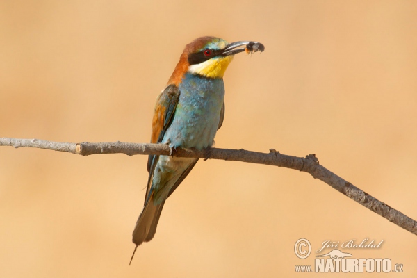 Bee-eater (Merops apiaster)