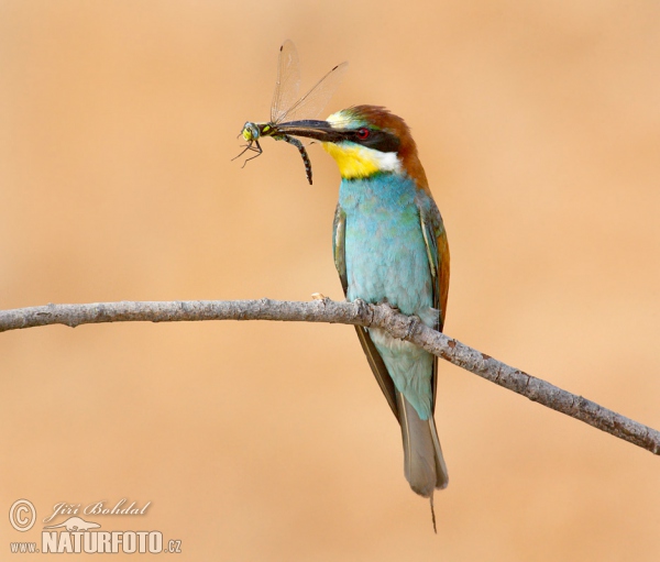 Bee-eater (Merops apiaster)