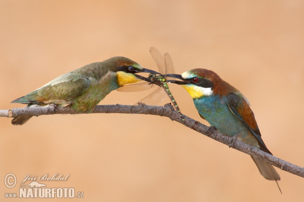 Bee-eater (Merops apiaster)