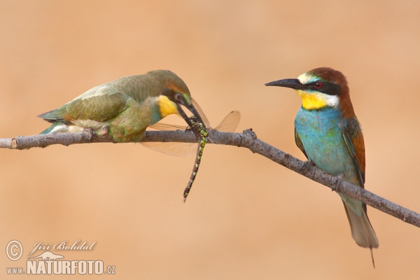 Bee-eater (Merops apiaster)