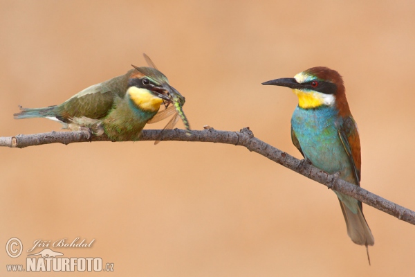 Bee-eater (Merops apiaster)