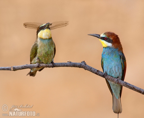 Bee-eater (Merops apiaster)