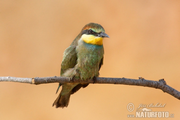 Bee-eater (Merops apiaster)