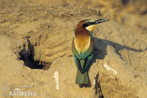 Bee-eater (Merops apiaster)