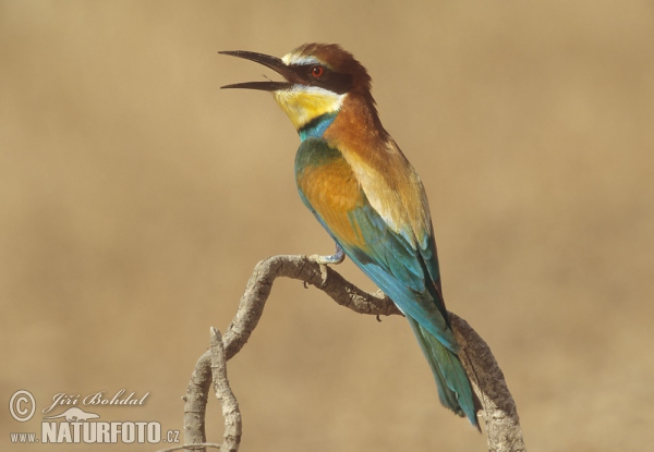 Bee-eater (Merops apiaster)