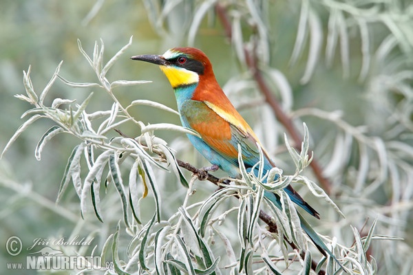 Bee-eater (Merops apiaster)