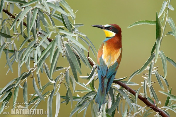 Bee-eater (Merops apiaster)