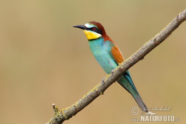 Bee-eater (Merops apiaster)